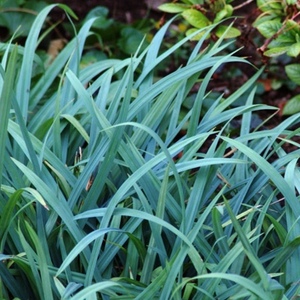 Grasses: For Shady Spots