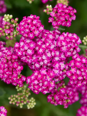 Link to Achillea Firefly Fuchsia