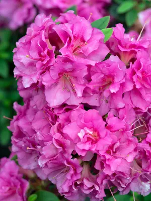 Link to Azalea Perfecto Mundo&reg; Double Purple