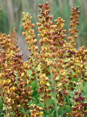 Link to Baptisia Honey Roasted