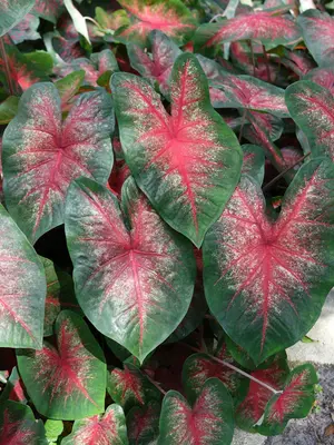 Link to Caladium Bombshell