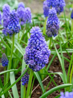 Link to Muscari Flower Power