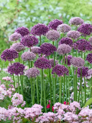 Link to Allium Skyline