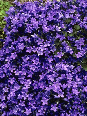 Link to Campanula Birch Hybrid