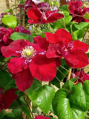 Link to Clematis Charmaine&#153;