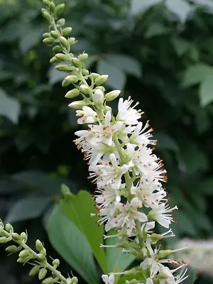 Link to Clethra Sugartina&reg; Crystalina