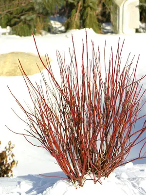 Link to Cornus Arctic Fire&reg;