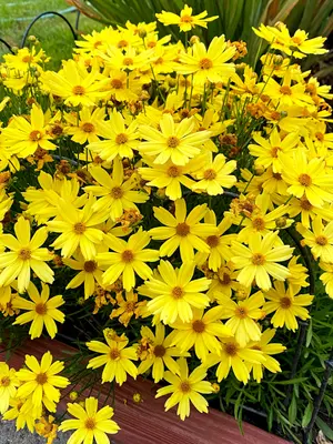 Link to Coreopsis Citrine