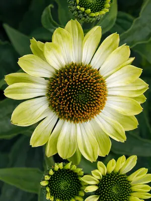 Link to Echinacea Prima&#153; Lime