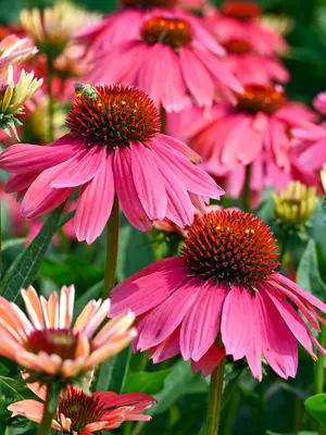 Link to Echinacea Summersong&#153; Firefinch&#153;