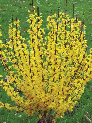 Link to Forsythia Show Off® 