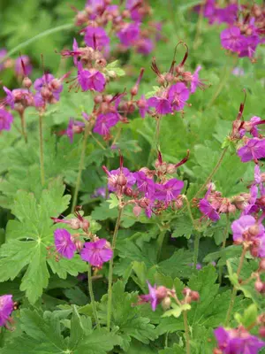 Link to Geranium Macrorrhizum