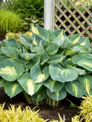 Link to Hosta Hudson Bay