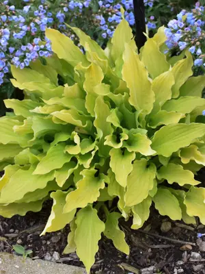 Link to Hosta Time in a Bottle