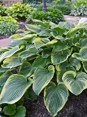 Link to Hosta Victory