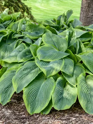 Link to Hosta Wu-La-La
