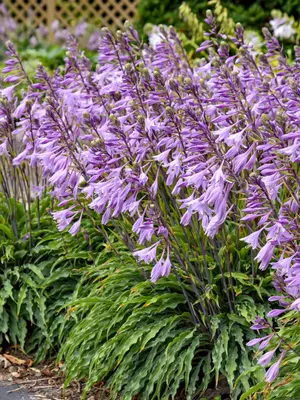 Link to Hosta Silly String