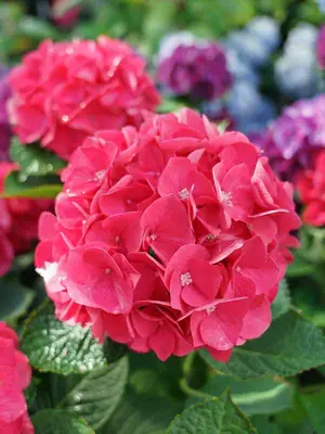 Link to Hydrangea Wee Bit Giddy&reg;