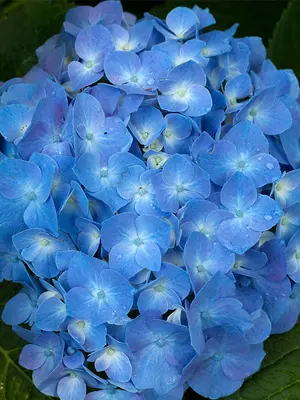 Link to Hydrangea Blue Jangles&reg;