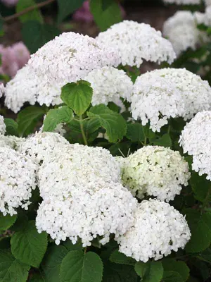 Link to Hydrangea Wee White&reg;