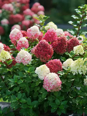 Link to Hydrangea Little Lime Punch