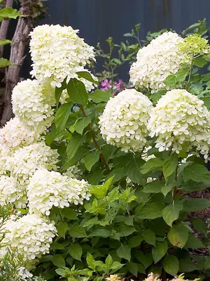 Link to Hydrangea Little Lime&reg;