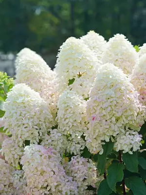 Link to Hydrangea Quick Fire Fab&reg;