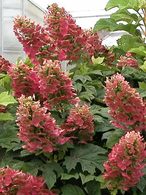 Link to Hydrangea Ruby Slippers