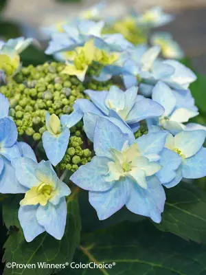 Link to Hydrangea Tuff Stuff&#153; Ah-Ha
