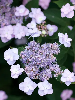 Link to Hydrangea Tiny Tuff Stuff&#153;