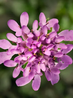 Link to Iberis Mermaid Lavender