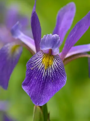 Link to Iris Purple Flame