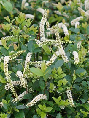 Link to Itea Scentlandia&reg;