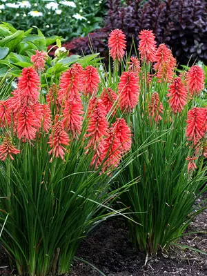Link to Kniphofia Poco&#153; Red