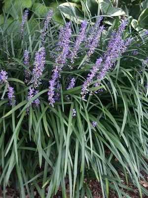 Link to Liriope Big Blue