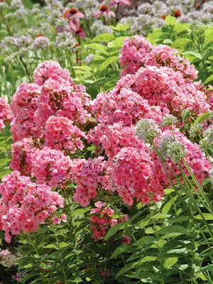 Link to Phlox Flame&reg; Light Pink