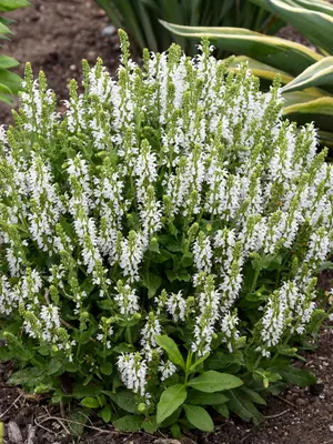 Link to Salvia Bumblesnow