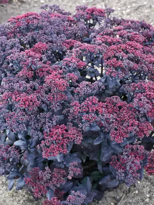 Link to Sedum After Dark