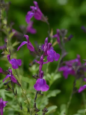 Link to Salvia Mirage Deep Purple