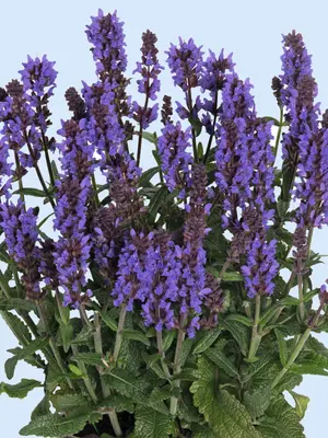 Link to Salvia Spring King Mini