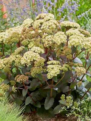 Link to Sedum Banana Split