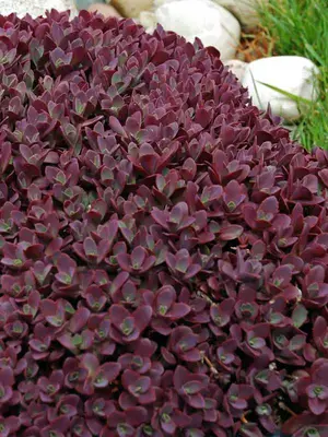Link to Sedum Firecracker