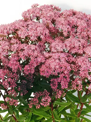 Link to Sedum  Jade Tuffet