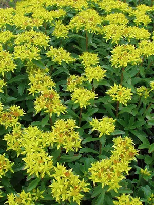 Link to Sedum Kamtschaticum
