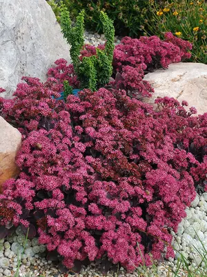 Link to Sedum Plum Dazzled