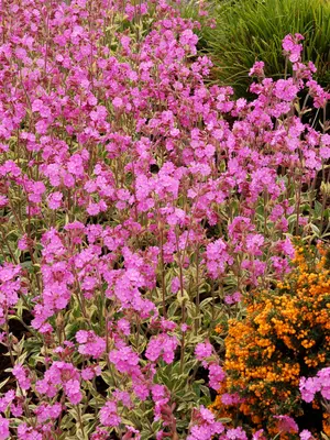 Link to Silene Valley High