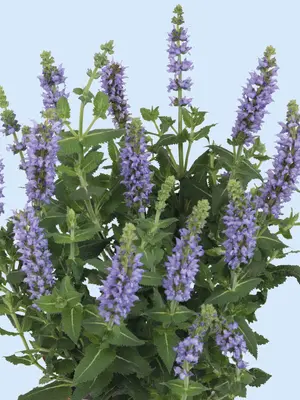 Link to Salvia Salute&#153; Ice Blue
