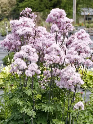 Link to Thalictrum Nimbus&#153; Pink