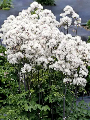 Link to Thalictrum Nimbus&#153; White