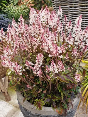 Link to Tiarella Angel Wings&#153;